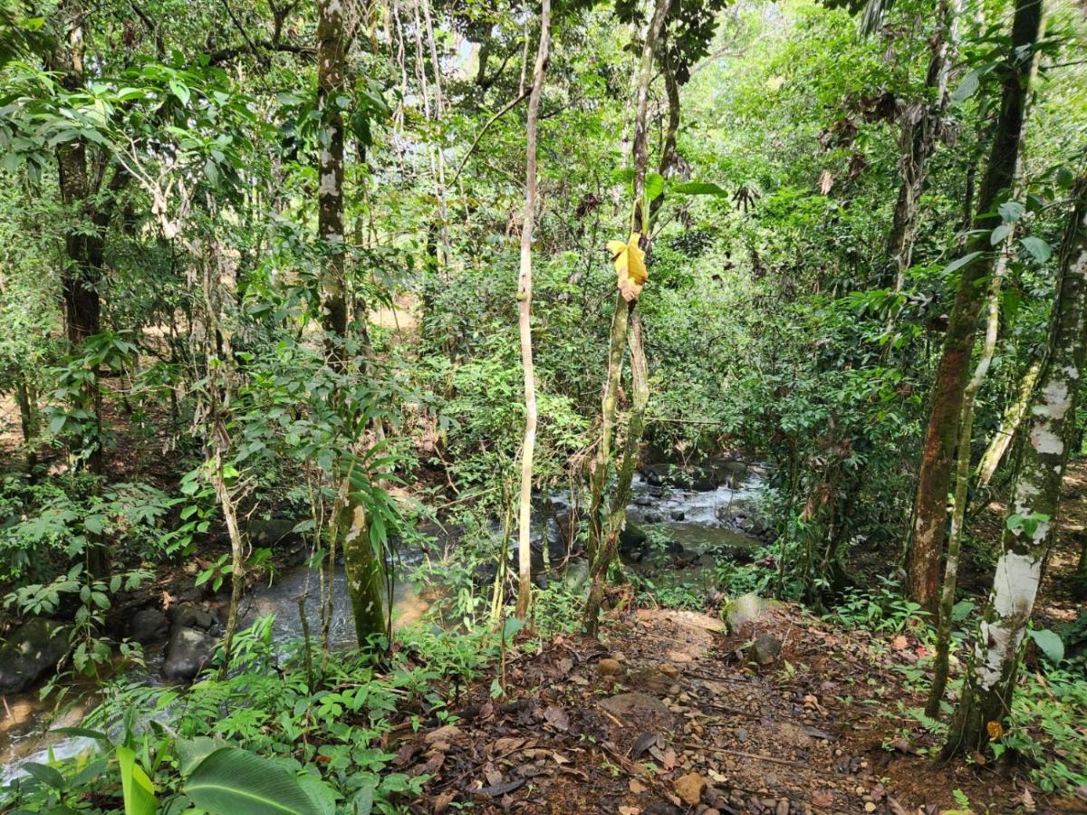 الشقق الفندقية La Pina, Rio Celeste المظهر الخارجي الصورة
